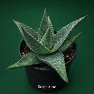 Aloe maculata | Soap Aloe Plant | Previously Aloe saponaria (Bare-rooted)