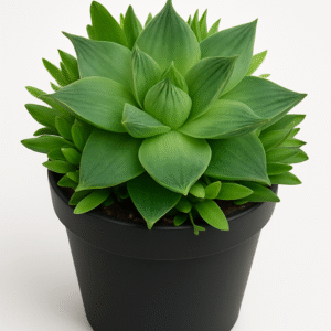 Haworthia Cymbiformis