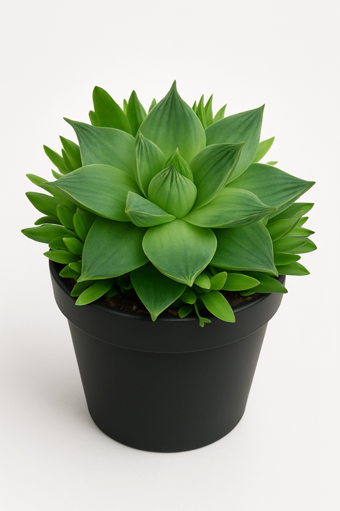 Haworthia Cymbiformis