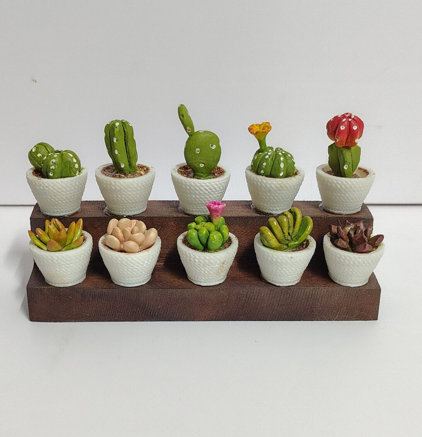 Miniature Cactus & Succulents (Set of 10) - Image 2