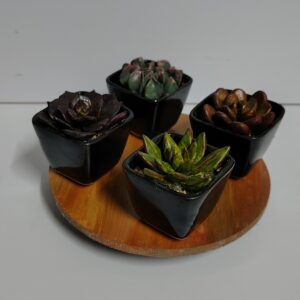 Handcrafted Succulent Decor (Set of 4)