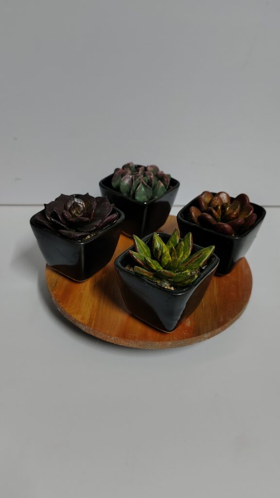 Handcrafted Succulent Decor (Set of 4)