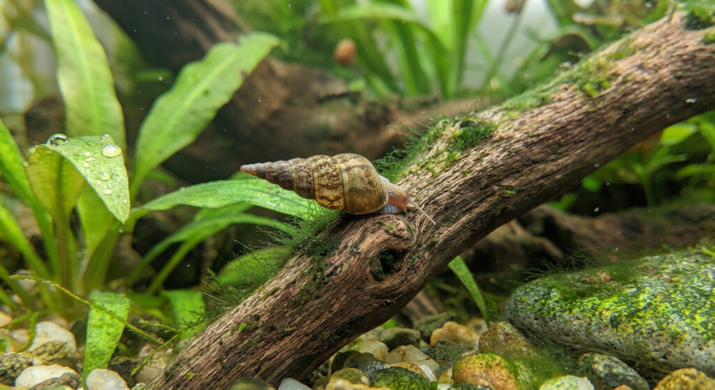 Malaysian Trumpet Snail