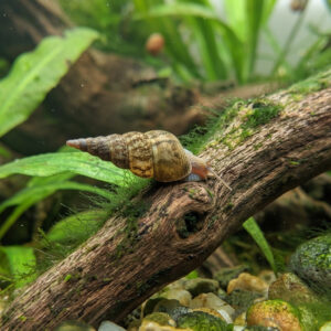 Malaysian Trumpet Snail