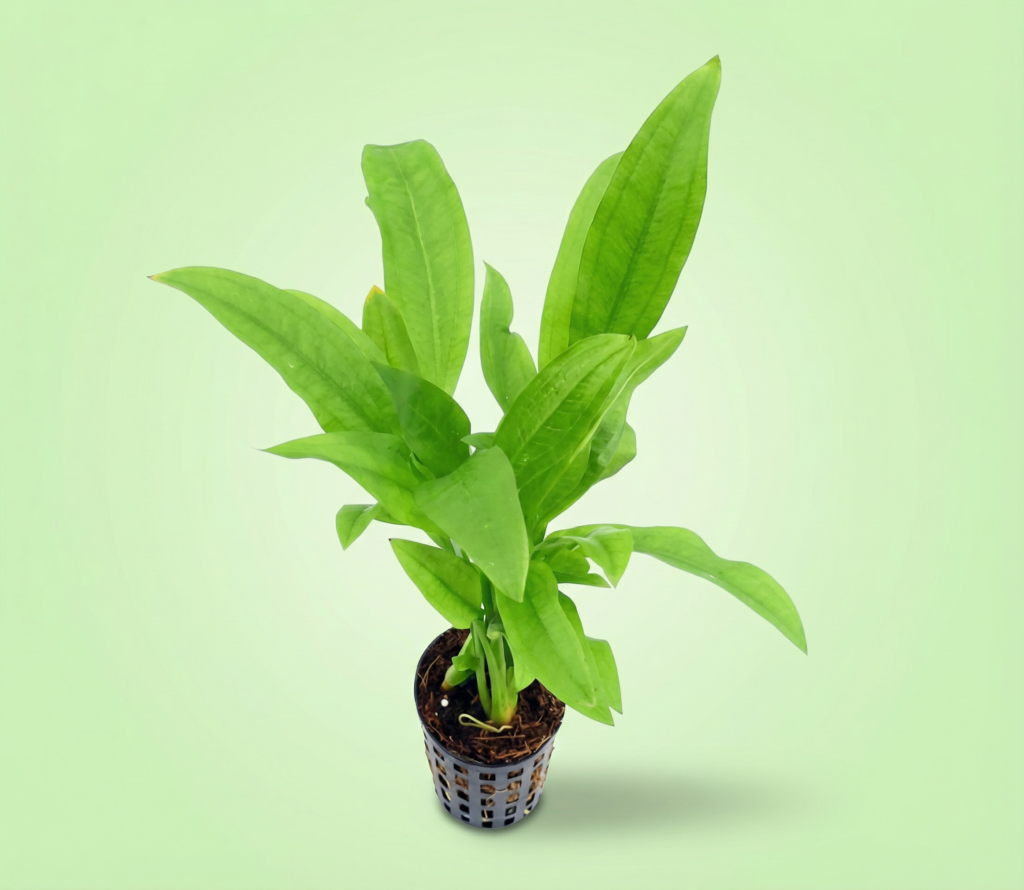 Amazon sword plant