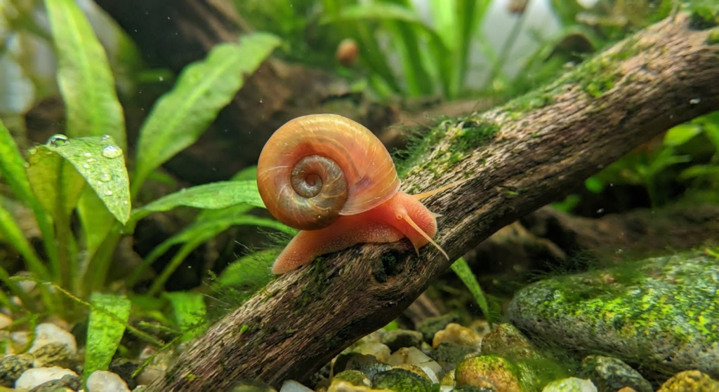 Ramshorn Snails