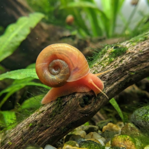 Ramshorn Snails